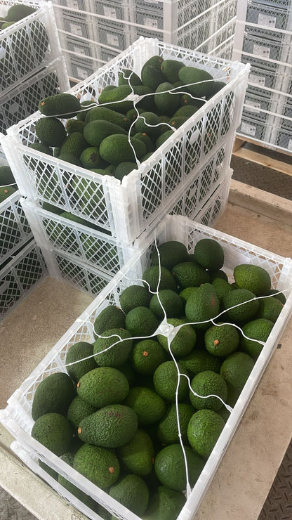 PALTA HASS PERUANA GRANDE CAT 1
