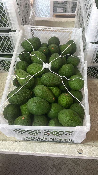 PALTA HASS PERUANA GRANDE CAT 1
