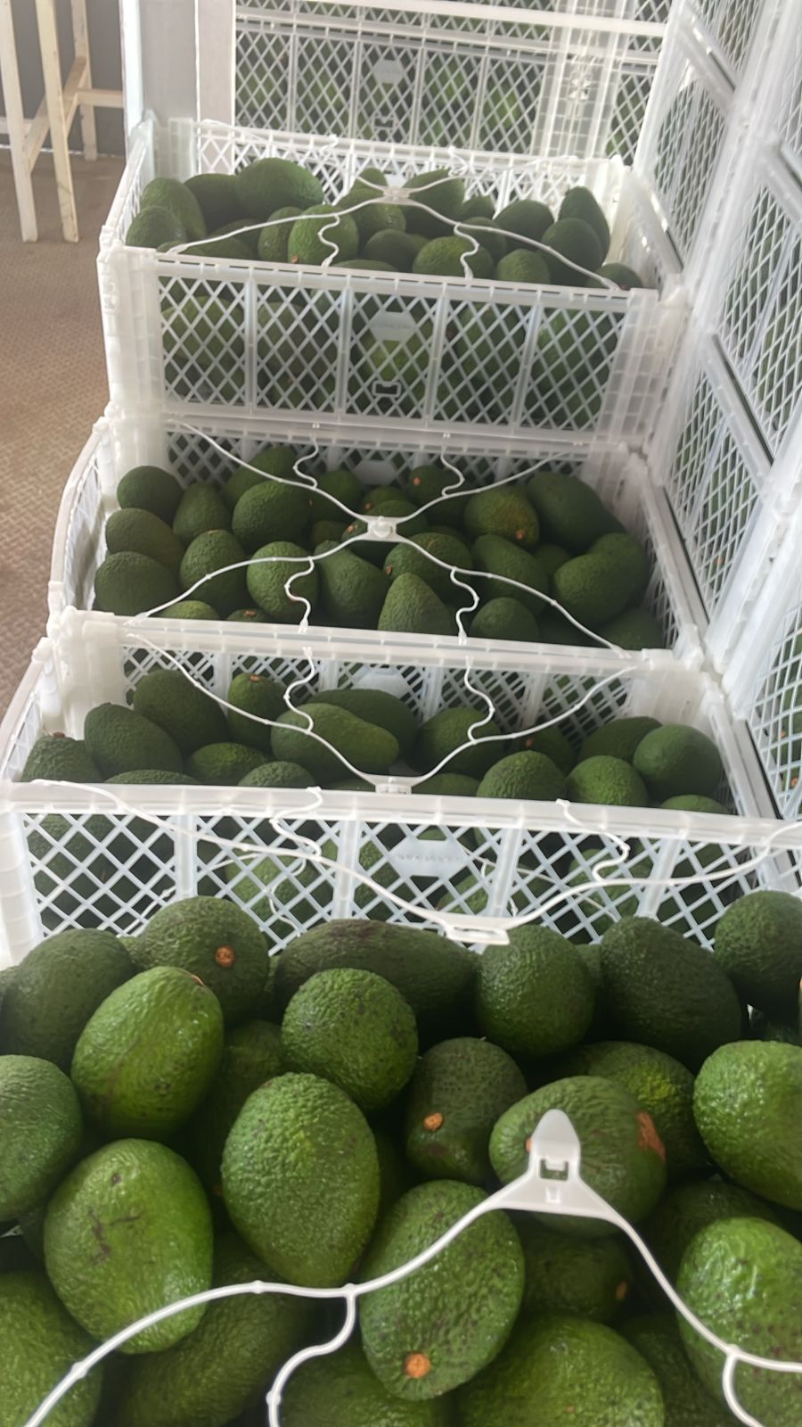 PALTA HASS PERUANA GRANDE CAT 1